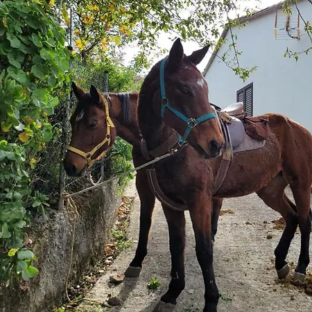 Vv Condevega Pensionat *